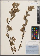 Foto von Salix caprea L. x Salix cinerea L.